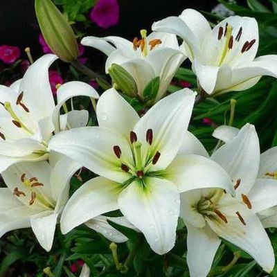 Букеты с лилиями