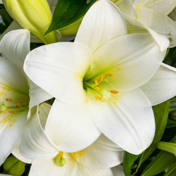 Купить букет белых лилий в Перми