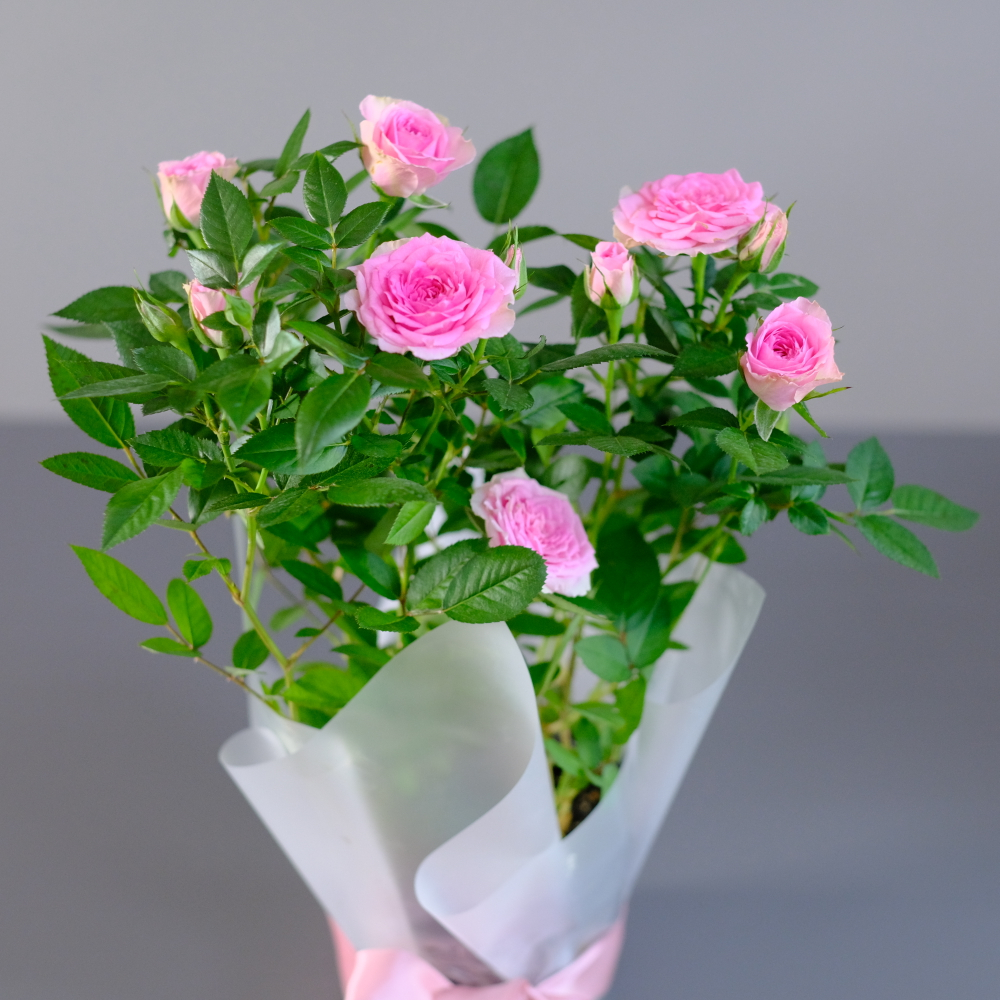 Роза "Кордана" нежно-розовая