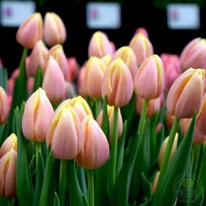 Тюльпан персиковый, банч