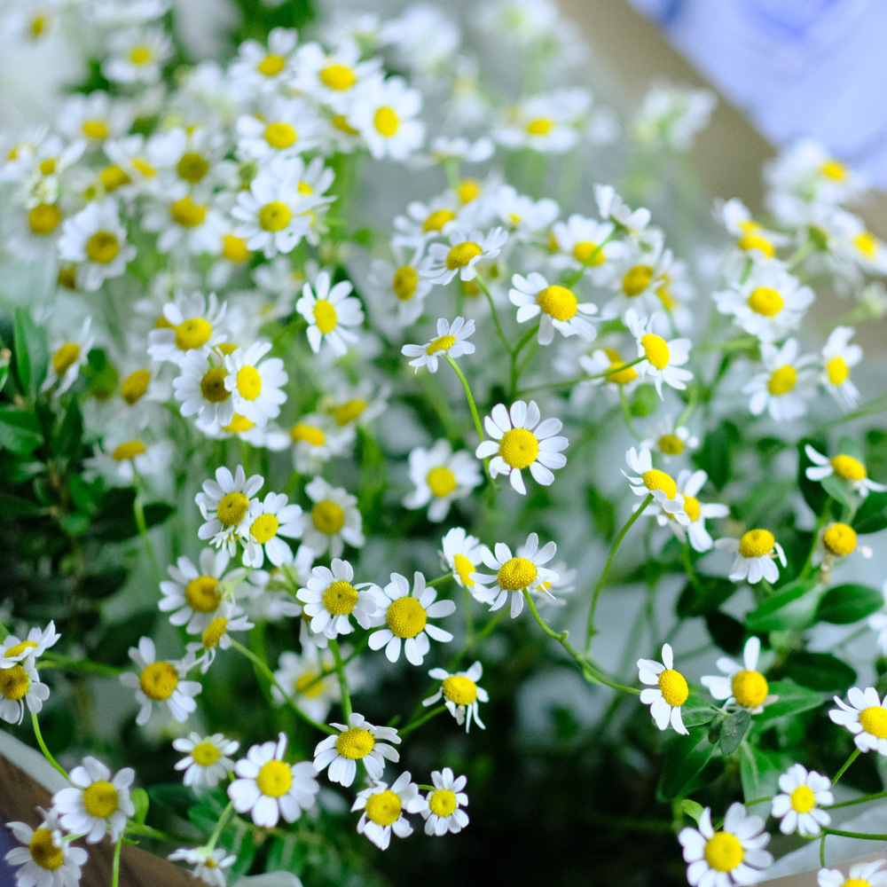 Букет ромашек #279