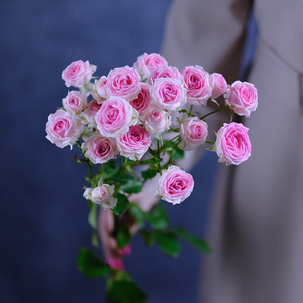 Розы кустовые пионовидные Kate Lynn