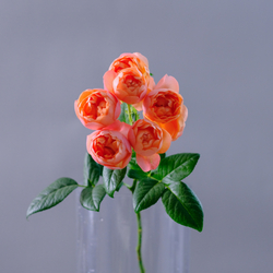 Роза кустовая коралловая, банч