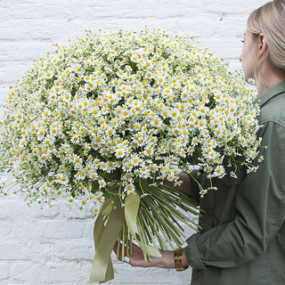 Букет 101 ромашка "Весь мир к твоим ногам!"