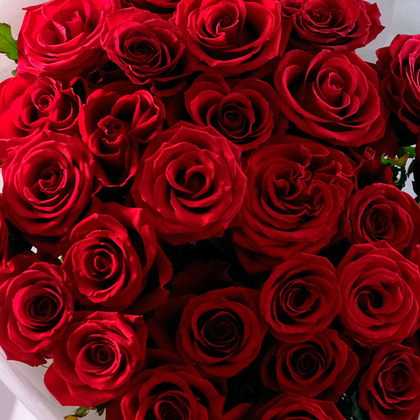 Роза красная классическая 50см, банч