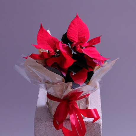 Новогодний цветок "Рождественская звезда"