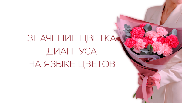 Значение цветка диантуса на языке цветов Значение цветка диантуса на языке цветов