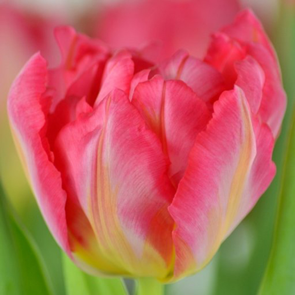 Тюльпаны пионовидные двухцветные Flash Point от 9шт