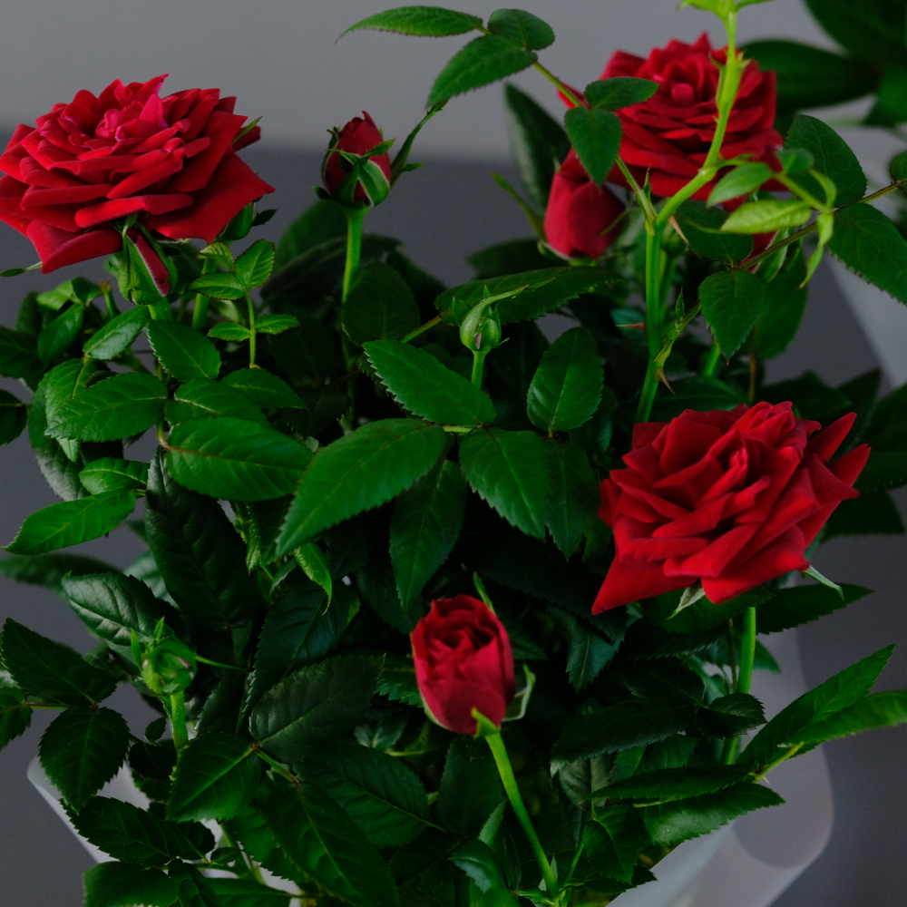 Роза "Кордана" красная