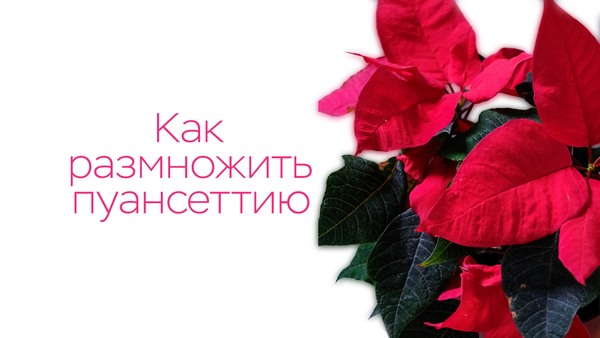 Как размножить пуансеттию? Как размножить пуансеттию?