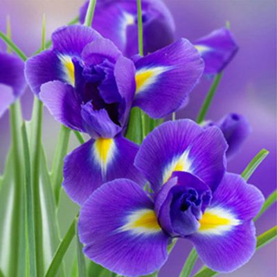 Букеты с ирисами