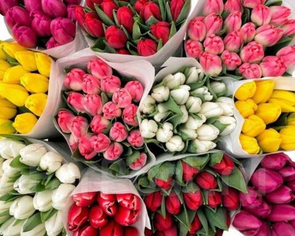 Тюльпаны микс, коробка