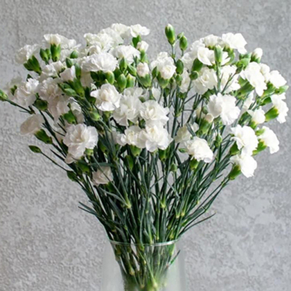 Диантус белый кустовой, банч