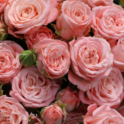 Букет 9 кустовых пионовидных роз Madam Bombastic