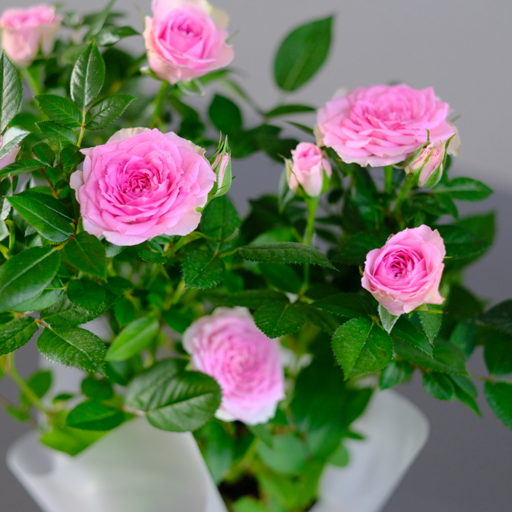 Роза "Кордана" нежно-розовая