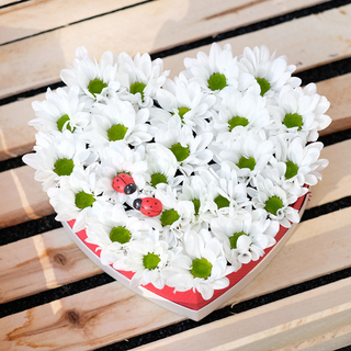 Композиция-сердце из ромашковых хризантем «Лето!»