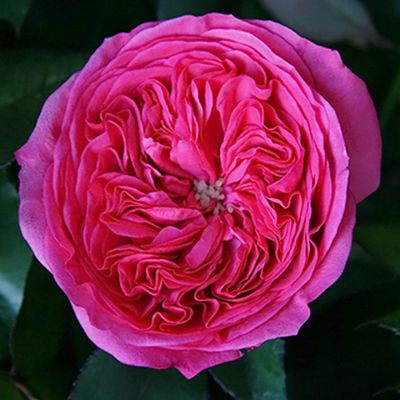 Пионовидные розы