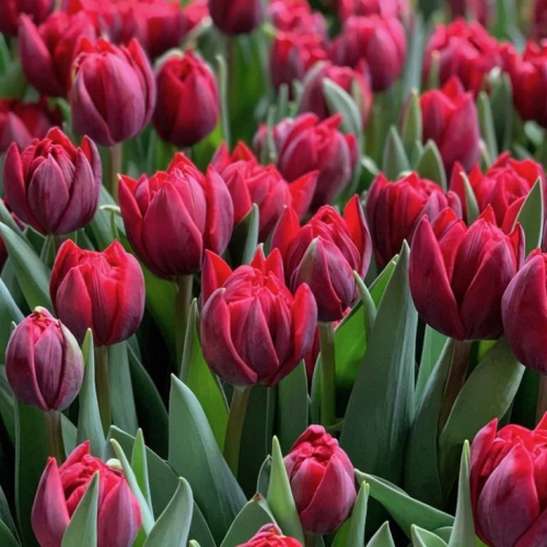 Купить Тюльпан пионовидный красный, банч
