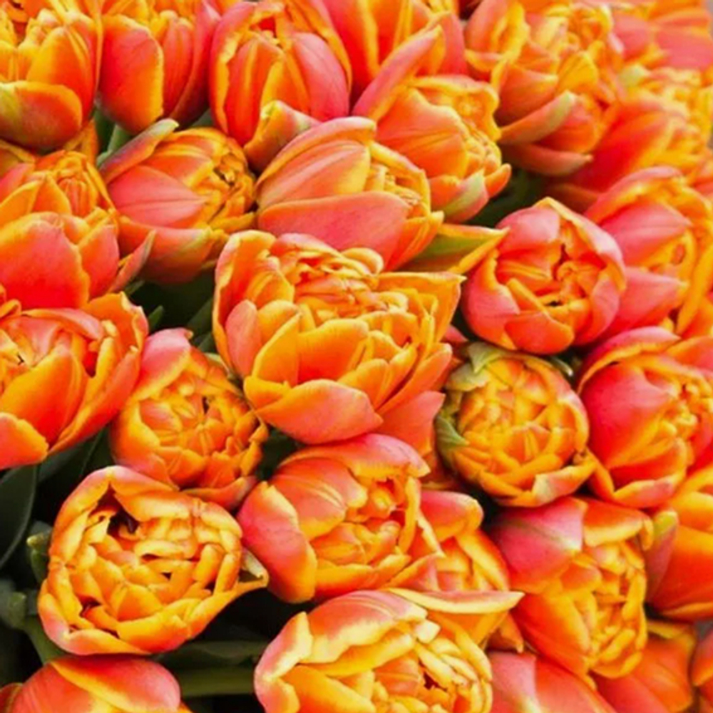 Тюльпан пионовидный оранжевый, банч