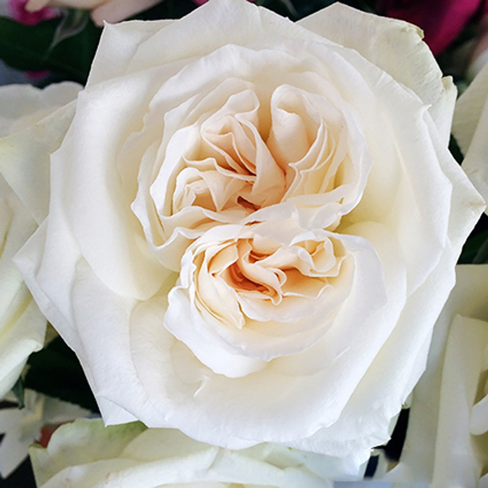 Купить букет белых пионовидных роз White O’Hara в Перми