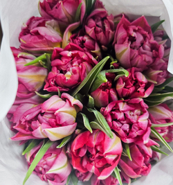 Тюльпаны пионовидные двухцветные Flash Point от 9шт