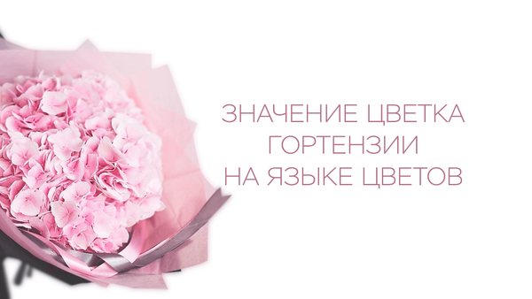 Значение цветка гортензии на языке цветов Значение цветка гортензии на языке цветов
