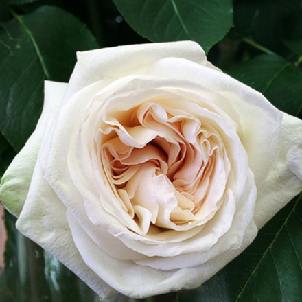 Розы пионовидные White O’Hara от 9шт