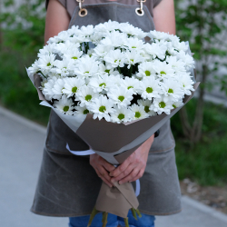 Хризантемы кустовые белые Bacardi от 3шт