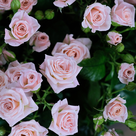 Розы кустовые нежно-розовые Lydia от 7шт