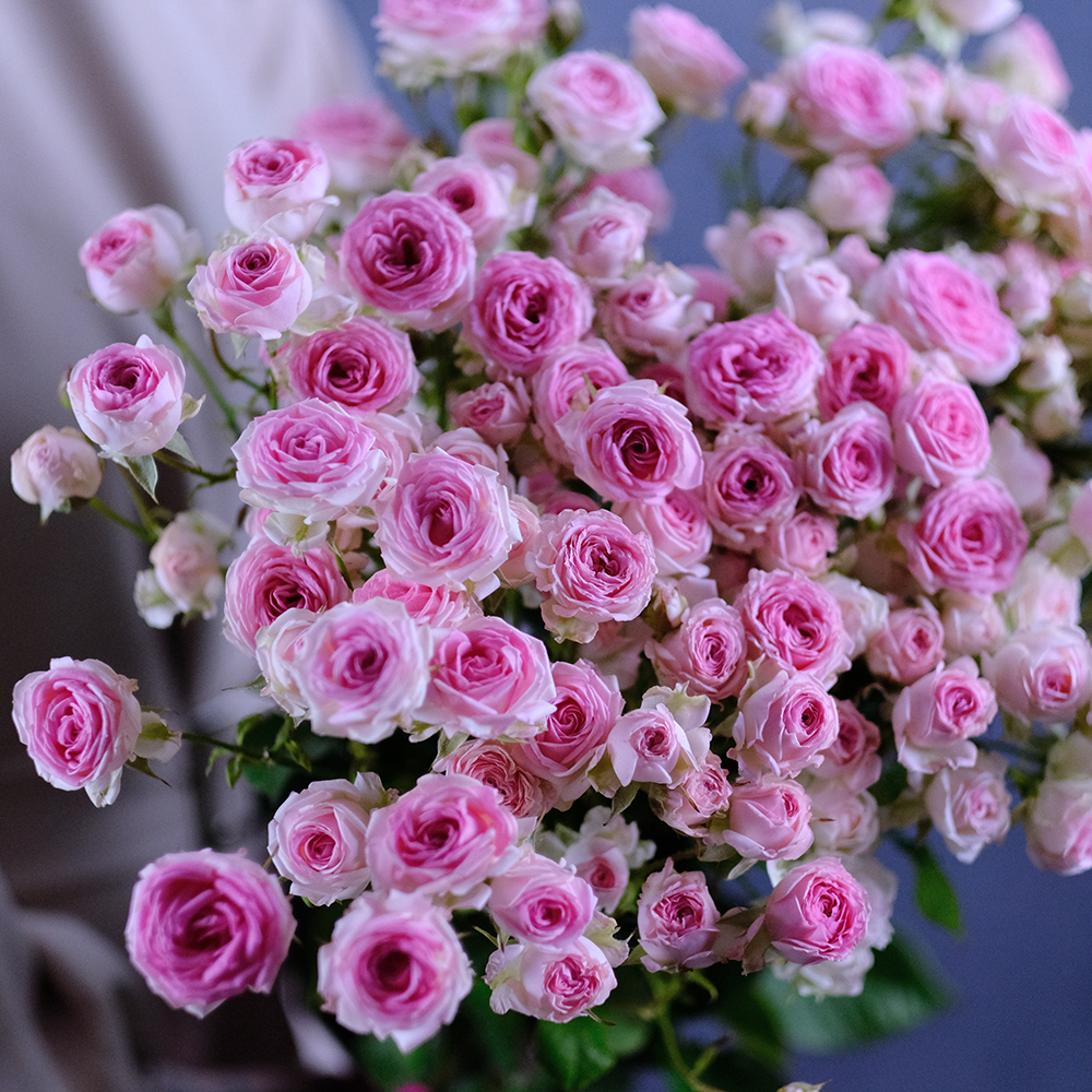 Розы кустовые пионовидные Kate Lynn