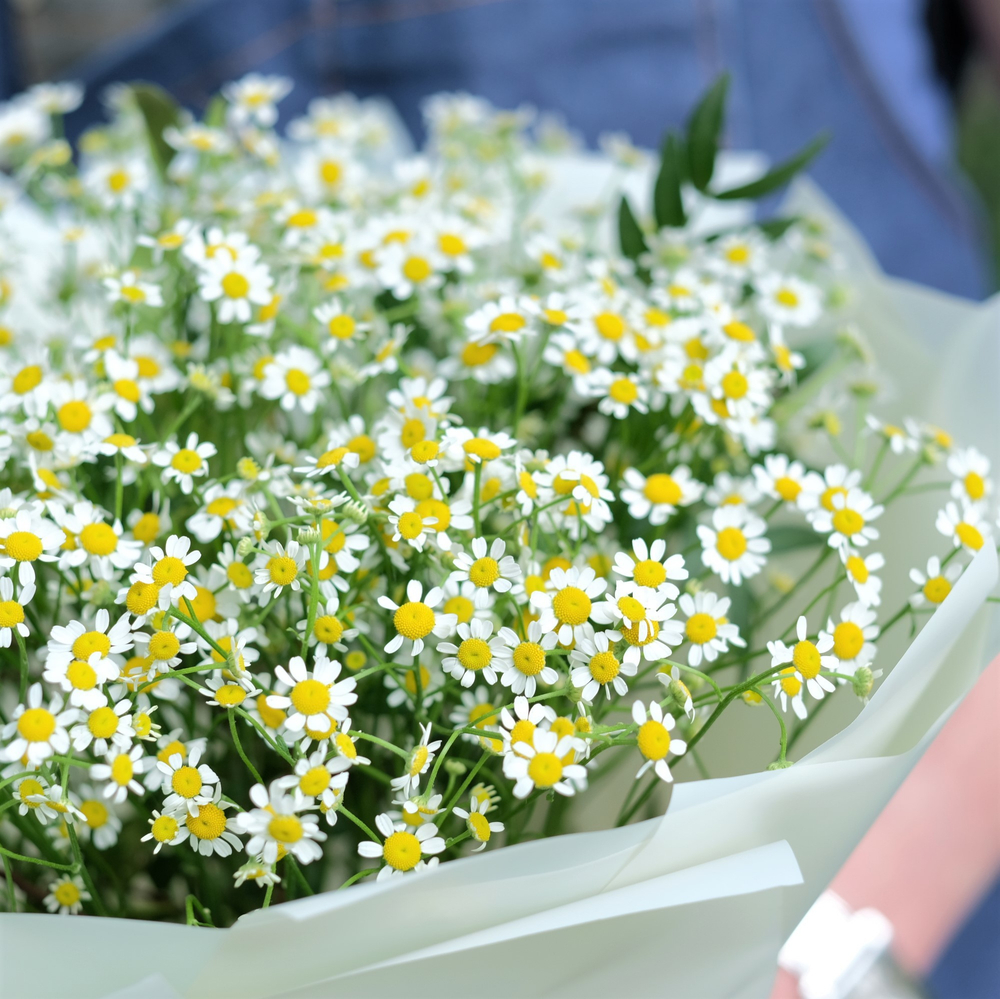 Букет 11 ромашек