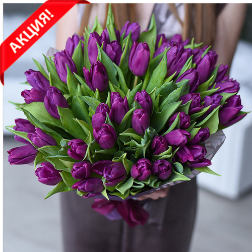 Купить Букет 51 пурпурный тюльпан «Таинство»