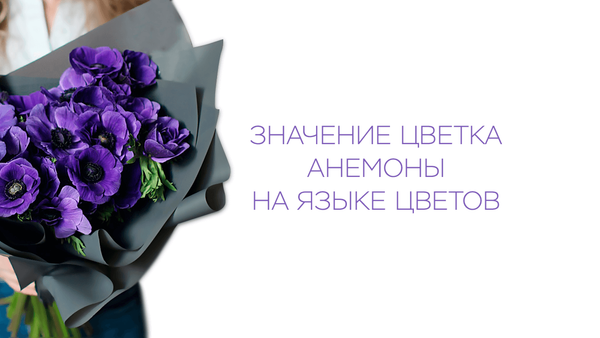 Значение цветка анемоны на языке цветов Значение цветка анемоны на языке цветов